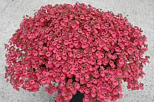 DIASCIA hybrid Little Dreamer ('Pender'), Twinspur