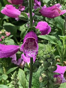 DIGITALIS purpurea 'Dalmatian Purple', Foxglove