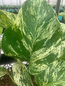 EPIPREMNUM pinnatum 'Marble Queen' (POTHOS aureus 'M. Queen'), Golden Pothos, Devil's Ivy, Hunter's Robe