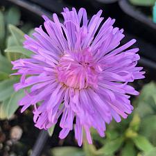 ERIGERON speciosus 'Azure Fairy', Fleabane