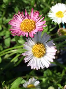 ERIGERON karvinskianus 'Spindrift', Fleabane, Mexican or Santa Barbara Daisy