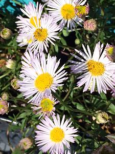 ERIGERON karvinskianus 'Moerheimii', Fleabane, Mexican or Santa Barbara Daisy