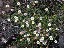 ERIGERON karvinskianus, Fleabane, Mexican or Santa Barbara Daisy