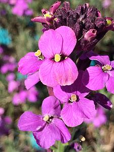 ERYSIMUM 'Bowles' Mauve', Alpine Wallflower