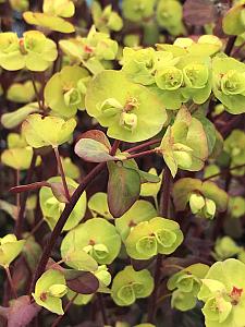 EUPHORBIA amygdaloides 'Ruby Glow', Wood Spurge