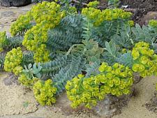 EUPHORBIA myrsinites, Spurge