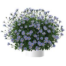 FELICIA amelloides Felicity 'Blue', Blue Marguerite