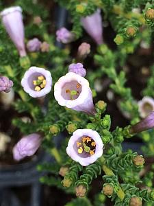 FABIANA imbricata violacea, False Heather, Chilean Heather