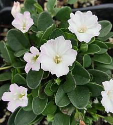 FALKIA repens, Little Ears, African Morning Glory