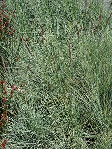 FESTUCA rubra 'Patrick's Point', Red Fescue, Creeping Red Fescue