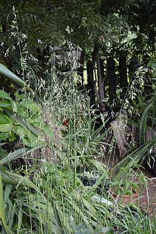 FESTUCA californica 'Willits' Giant', Giant California Fescue