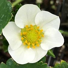 FRAGARIA x ananassa 'Chandler' (Strawberry), Strawberry