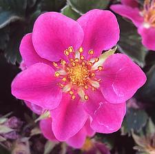 FRAGARIA 'Lipstick', Ornamental Strawberry