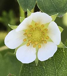 FRAGARIA 'Mara des Bois', Everbearing Alpine/Woodland Strawberry