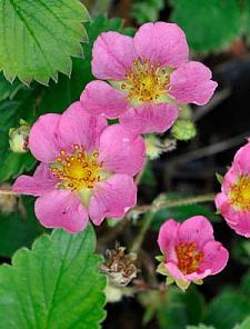 FRAGARIA Pink Panda (='Frel'), Ornamental Strawberry