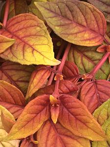 FUCHSIA hybrid 'Autumnale', Fuchsia