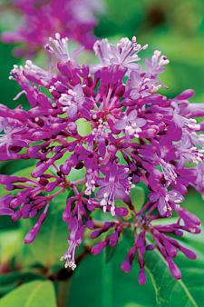 FUCHSIA hybrid 'Blutini', Mexican Blueberry