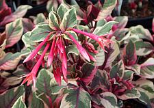 FUCHSIA triphylla 'Firecracker', Variegated Honeysuckle Fuchsia