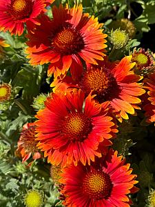 GAILLARDIA grandiflora Lunar 'Orange Moon', Blanketflower