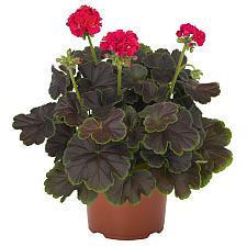 PELARGONIUM x hortorum Brocade 'Cherry Night', Type: Fancy Leaf Zonal Geranium