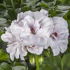 PELARGONIUM peltatum Ivy League 'White', Ivy Geranium