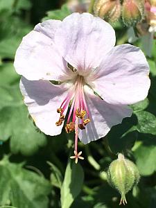 GERANIUM x cantabrigiense 'Biokovo', Crane's Bill