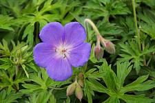 GERANIUM 'Brookside', Brookside Crane's Bill