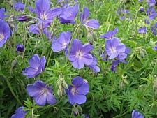 GERANIUM x 'Johnson's Blue', Crane's Bill