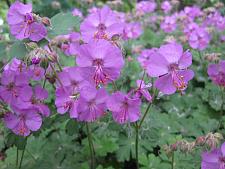 GERANIUM x cantabrigiense 'Karmina', Crane's Bill