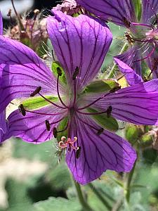 GERANIUM 'Philippe Vapelle', Crane's Bill