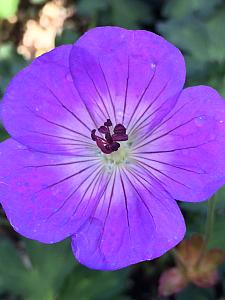 GERANIUM 'Rozanne', Hybrid Crane's Bill