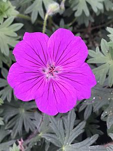 GERANIUM hybrid 'Tiny Monster', Bloody Crane's Bill