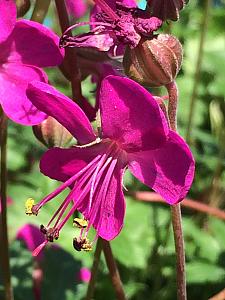 GERANIUM x cantabrigiense 'Crystal Rose', Dwarf Cranesbill