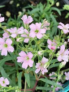 GYPSOPHILA nana (syn. G. nana 'Compacta'), Dwarf Baby's Breath