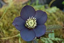 HELLEBORUS x hybridus 'Black Diamond' (Winter Jewels Series), Lenten Rose, Christmas Rose