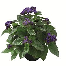 HELIOTROPIUM arborescens 'Midnight Sky', Heliotrope