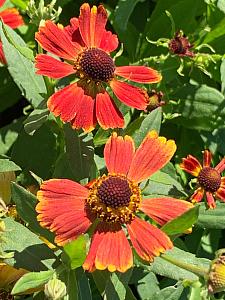 HELENIUM autumnale Hayday 'Red Bicolor', 