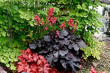 HEUCHERA 'Black Forest Cake', Alum Root, Coral Bells