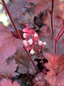 HEUCHERA hybrid 'Fire Chief', Alum Root, Coral Bells