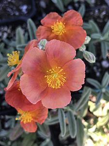 HELIANTHEMUM 'Fire Dragon', Sunrose