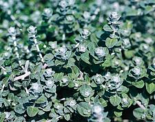 HELICHRYSUM petiolare 'Petite Licorice', Licorice Plant