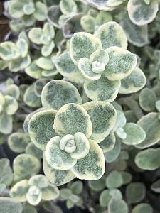 HELICHRYSUM petiolare 'Variegatum', Licorice Plant