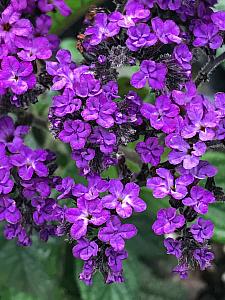 HELIOTROPIUM arborescens 'Fragrant Delight', Heliotrope