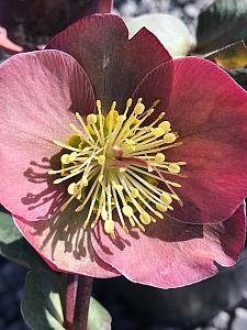 HELLEBORUS Frostkiss 'Penny's Pink', Lenten Rose