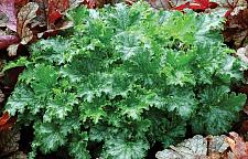 HEUCHERA 'Apple Crisp', Alum Root, Coral Bells