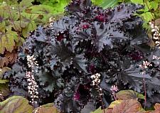 HEUCHERA 'Black Taffeta', Alum Root, Coral Bells