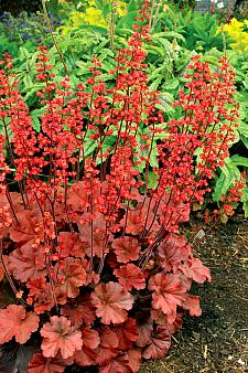 HEUCHERA 'Cherry Cola', Alum Root, Coral Bells