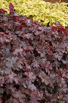 HEUCHERA 'Chocolate Ruffles', Alum Root, Coral Bells