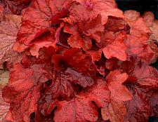 HEUCHERA 'Fire Alarm', Alum Root, Coral Bells