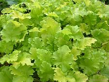 HEUCHERA 'Lime Rickey', Coral Bells